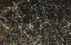 Bach Oliventr� (Olive)